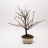 Bonsaï Ragouminier, Cerisier / Prunus Tomentosa – Image 4