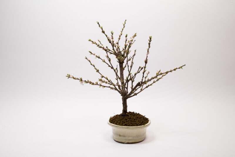 Bonsaï Ragouminier, Cerisier / Prunus Tomentosa – Image 4