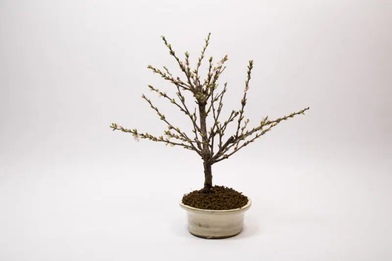 Bonsaï Ragouminier, Cerisier / Prunus Tomentosa – Image 4