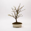 Bonsaï Ragouminier, Cerisier / Prunus Tomentosa – Image 3
