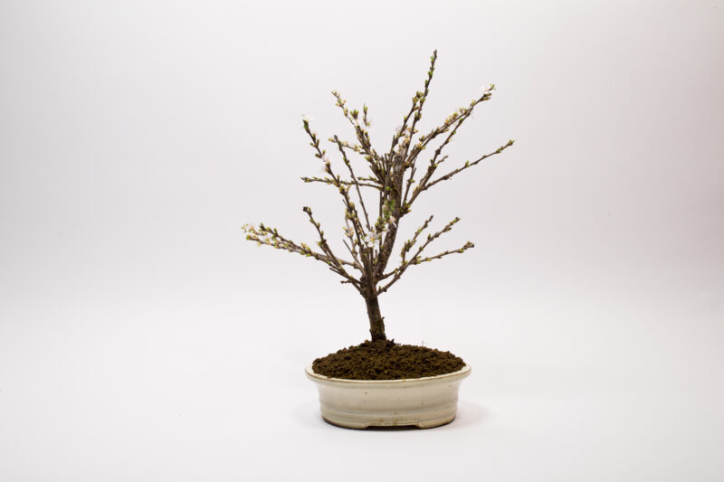Bonsaï Ragouminier, Cerisier / Prunus Tomentosa – Image 3