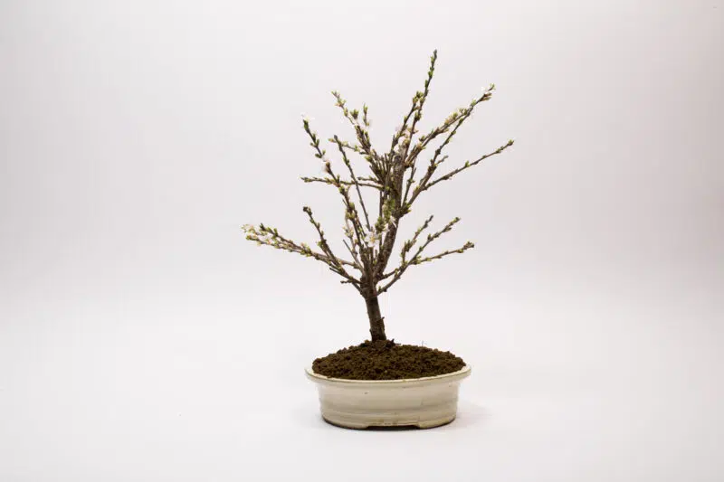Bonsaï Ragouminier, Cerisier / Prunus Tomentosa – Image 3
