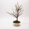 Bonsaï Ragouminier, Cerisier / Prunus Tomentosa – Image 5
