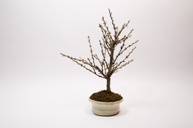 Bonsaï Ragouminier, Cerisier / Prunus Tomentosa – Image 5