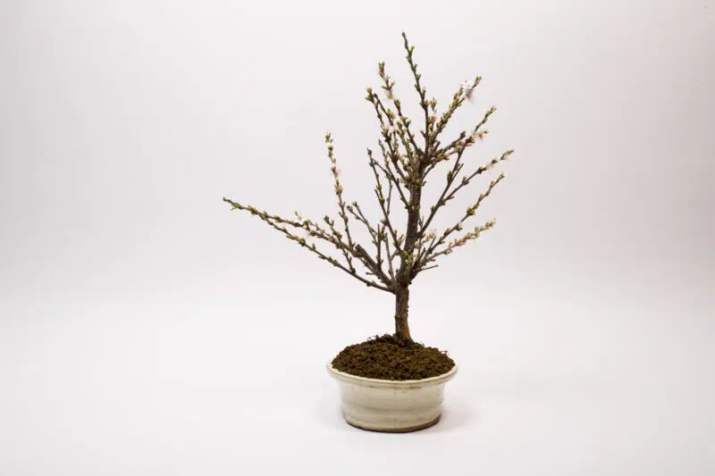 Bonsaï Ragouminier, Cerisier / Prunus Tomentosa – Image 5
