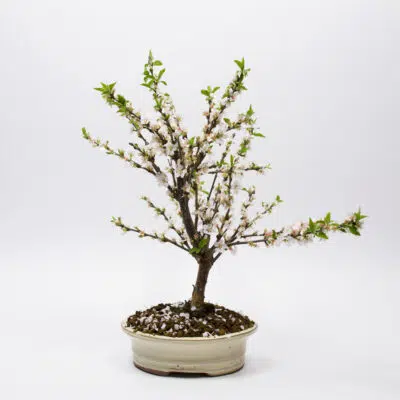 Bonsai