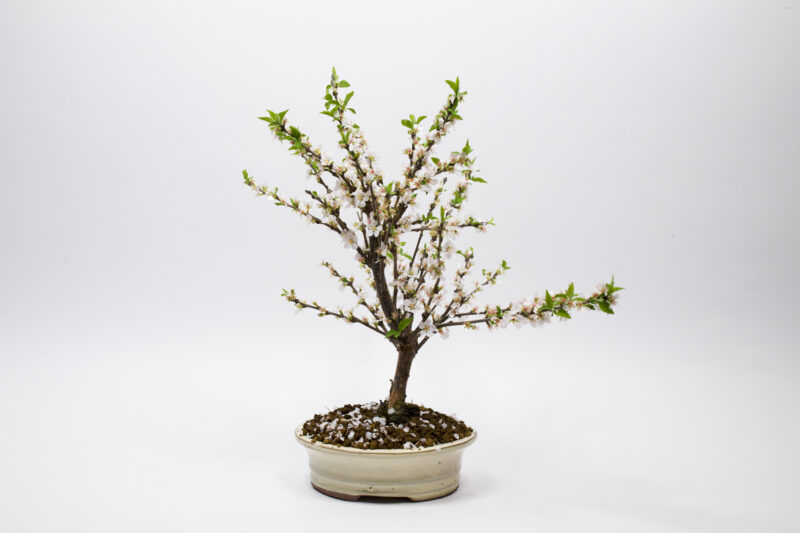 Bonsai