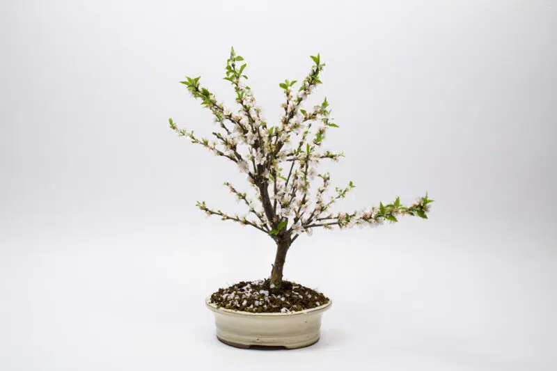 Bonsai