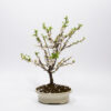 Bonsaï Ragouminier, Cerisier / Prunus Tomentosa – Image 2