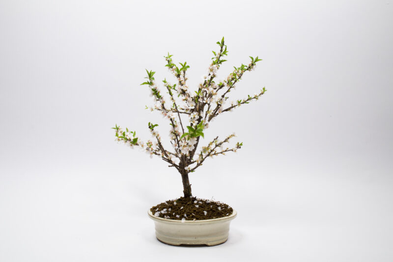 Bonsaï Ragouminier, Cerisier / Prunus Tomentosa – Image 2