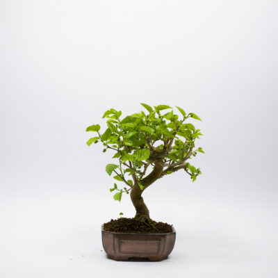 Bonsai Morus