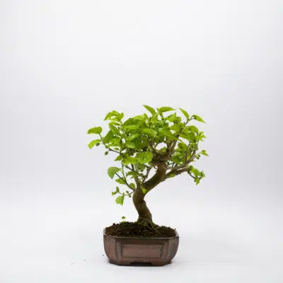 Bonsai Morus