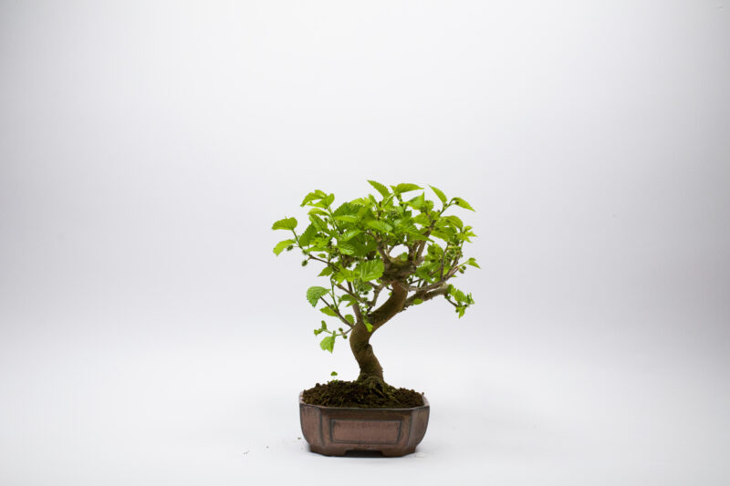 Bonsai Morus