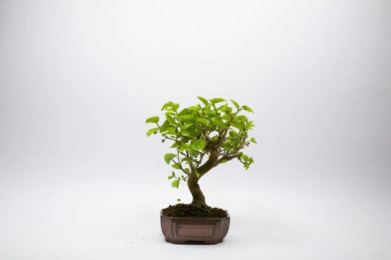 Bonsai Morus