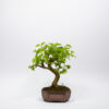 White Mulberry Bonsai / Morus Alba - Image 2