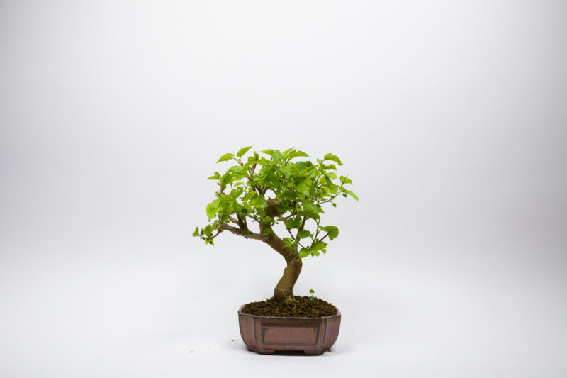 Bonsaï Mûrier Blanc / Morus Alba – Image 2
