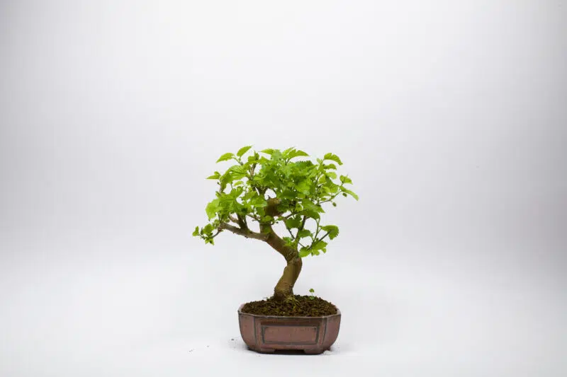 Bonsaï Mûrier Blanc / Morus Alba – Image 2