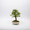 Bonsaï Orme de Chine / Ulmus Parvifolia – Image 2