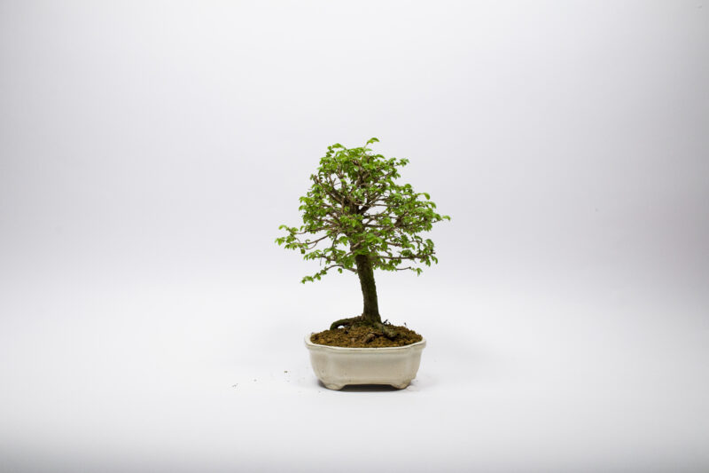 Bonsaï Orme de Chine / Ulmus Parvifolia – Image 2