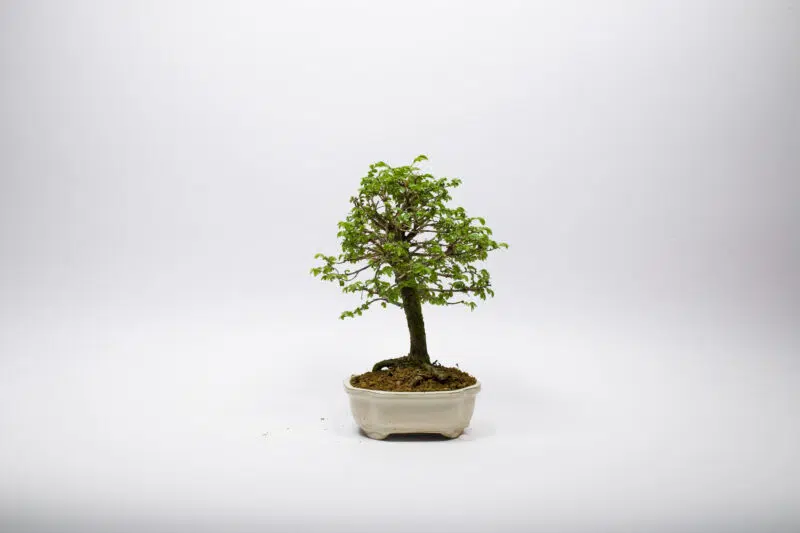 Bonsaï Orme de Chine / Ulmus Parvifolia – Image 2