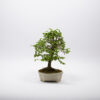 Bonsai Orme de Chine