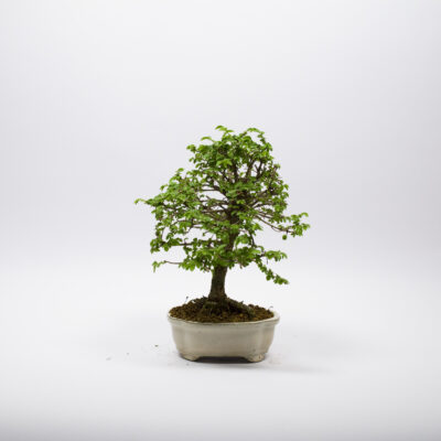 Bonsai Orme de Chine