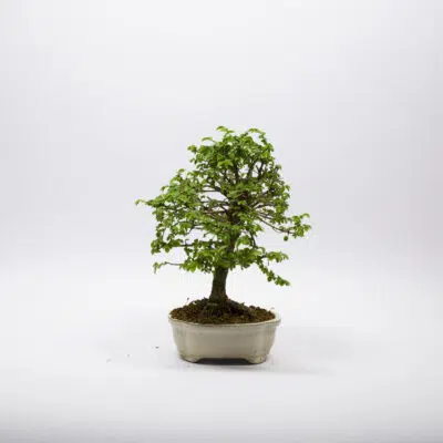 Bonsai Orme de Chine