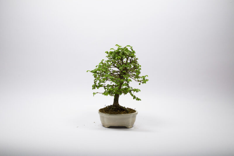 Bonsai Orme de Chine