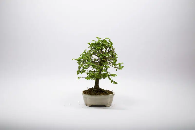 Bonsai Orme de Chine