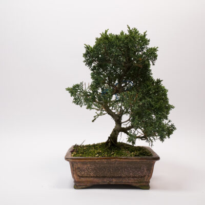 Juniperus