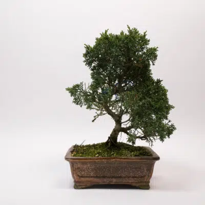 Juniperus
