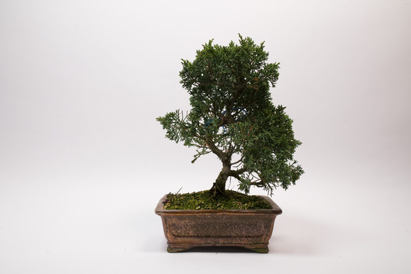 Juniperus