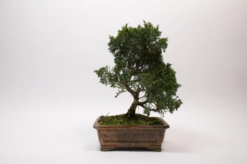 Juniperus