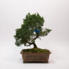 Kishu-Wacholder-Bonsai / Juniperus Chinensis Kishu – Bild 2