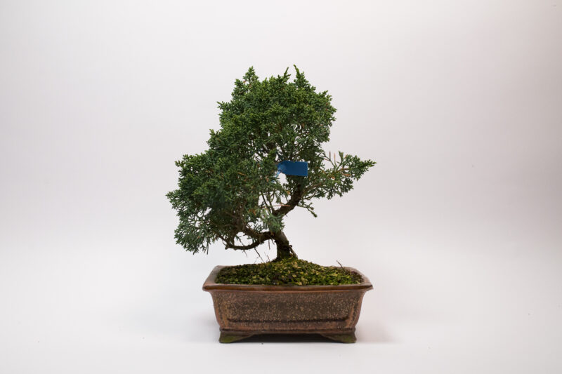 Bonsaï Génévrier Kishu / Juniperus Chinensis Kishu – Image 2