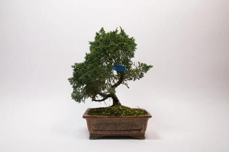 Bonsaï Génévrier Kishu / Juniperus Chinensis Kishu – Image 2