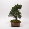 Kishu-Wacholder-Bonsai / Juniperus Chinensis Kishu – Bild 3
