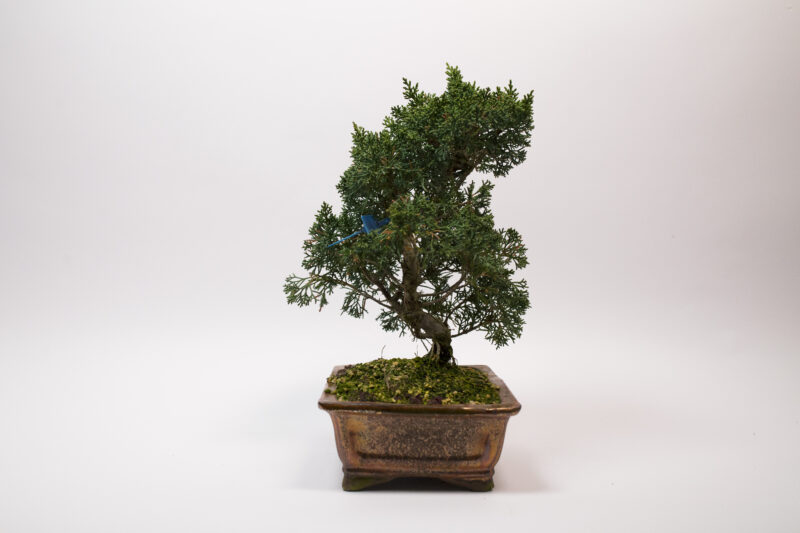 Bonsaï Génévrier Kishu / Juniperus Chinensis Kishu – Image 3