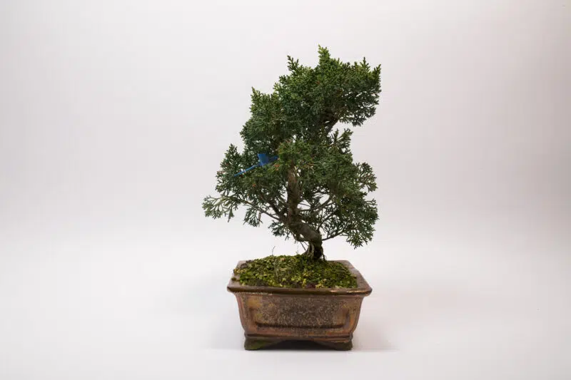 Bonsaï Génévrier Kishu / Juniperus Chinensis Kishu – Image 3