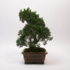Kishu-Wacholder-Bonsai / Juniperus Chinensis Kishu – Bild 4