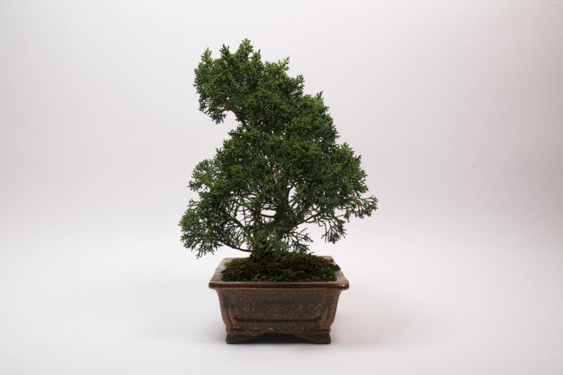 Bonsaï Génévrier Kishu / Juniperus Chinensis Kishu – Image 4