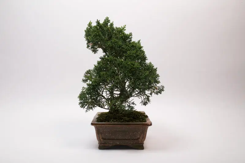 Bonsaï Génévrier Kishu / Juniperus Chinensis Kishu – Image 4