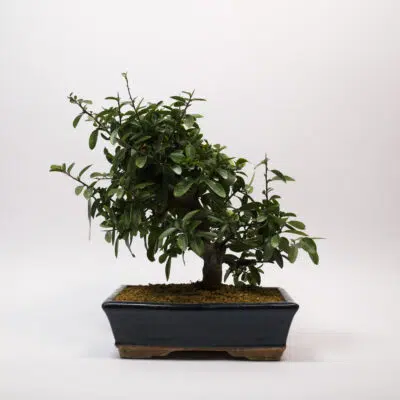 Pyracantha