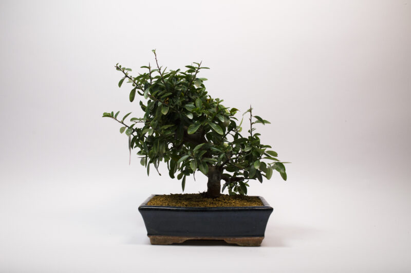 Pyracantha