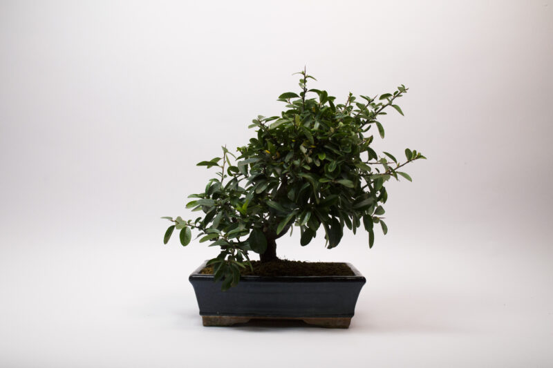 Bonsaï Buisson Ardent / Pyracantha – Image 2