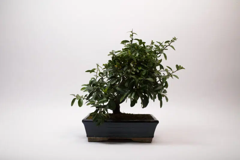 Bonsaï Buisson Ardent / Pyracantha – Image 2