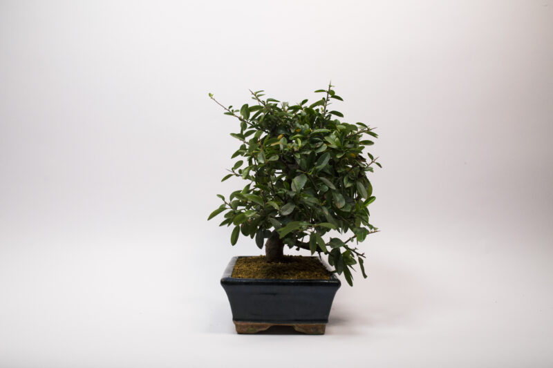 Bonsaï Buisson Ardent / Pyracantha – Image 3