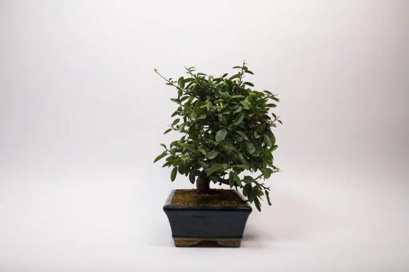 Bonsaï Buisson Ardent / Pyracantha – Image 3