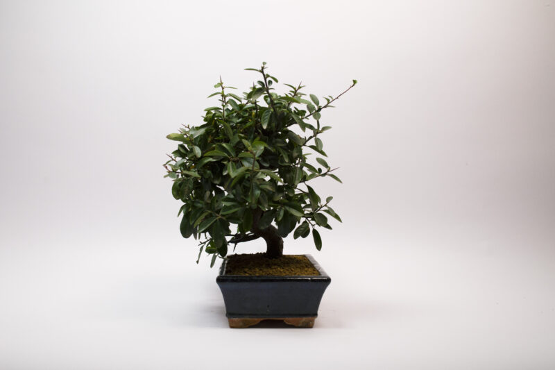 Bonsaï Buisson Ardent / Pyracantha – Image 4