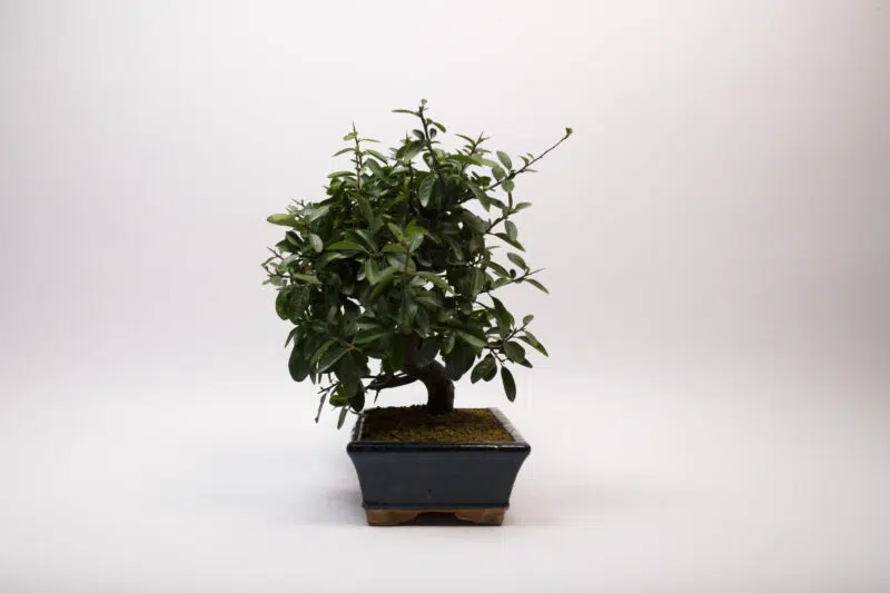 Bonsaï Buisson Ardent / Pyracantha – Image 4